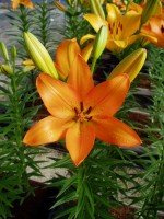 [1673 HydePark No01.JPG]